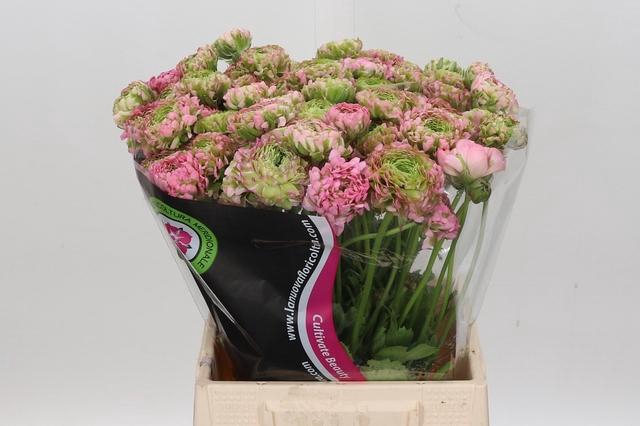 <h4>Ran Pon Pon Hermione</h4>