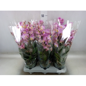 Phalaenopsis multi.   ...