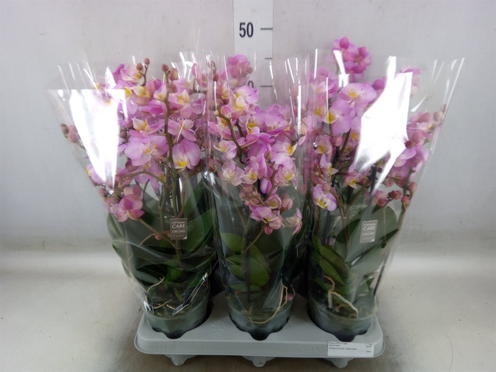 <h4>Phalaenopsis multi.   ...</h4>