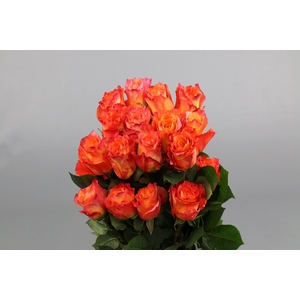 Rosa ec free spirit