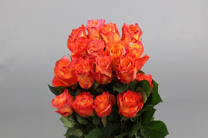 <h4>Rosa ec free spirit</h4>