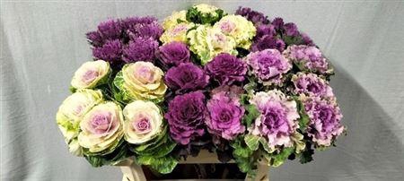 <h4>Brass Gem Xl</h4>