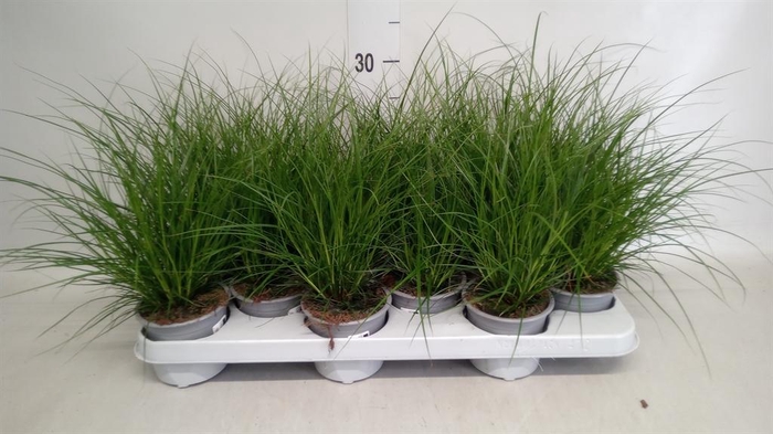 <h4>Carex brunnea</h4>