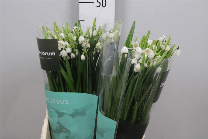 <h4>Leucojum Aestivum</h4>