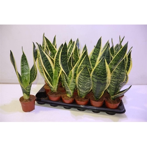 arr8 Sansev Futura Superb