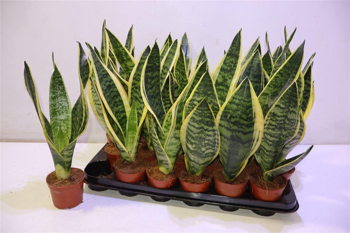 <h4>arr8 Sansev Futura Superb</h4>