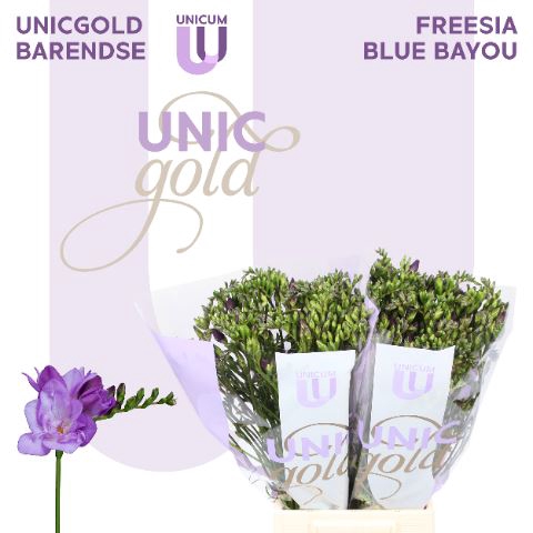 <h4>Freesia DU 'Blue Bayou'</h4>