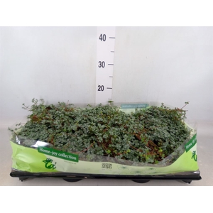Pilea glaucophylla 'Greyzy'