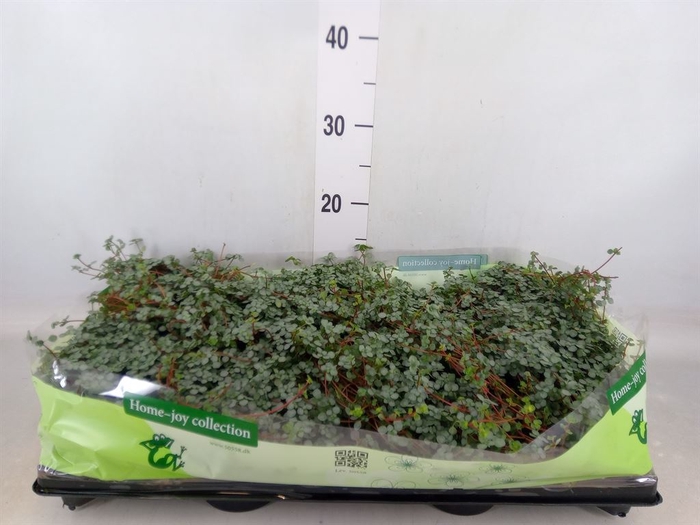 <h4>Pilea glaucophylla 'Greyzy'</h4>