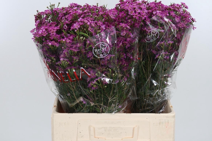 <h4>Chame Purple Rain</h4>