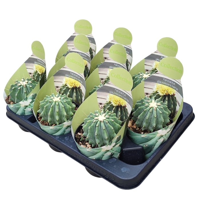 <h4>Ferocactus Glaucenscens Inermis Potcover</h4>