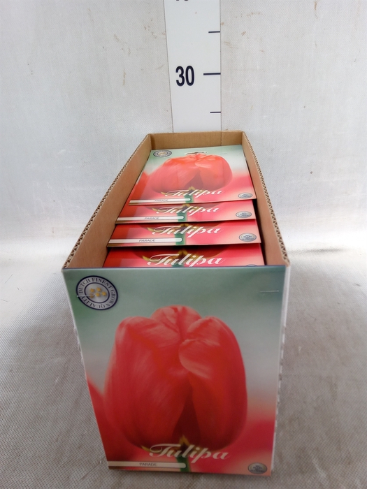 <h4>Tulipa   ...flowerbulbs</h4>