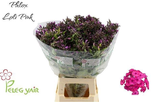 <h4>Phlox P Lollipink</h4>