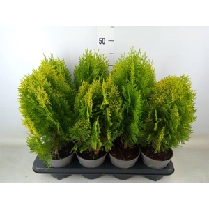 Platycladus orient. 'Aurea Nana'