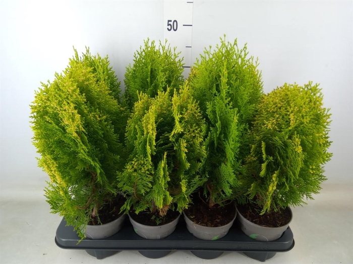 <h4>Platycladus orient. 'Aurea Nana'</h4>