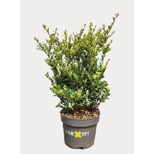 Ilex crenata Dark Green, P19, Struik 30-40cm