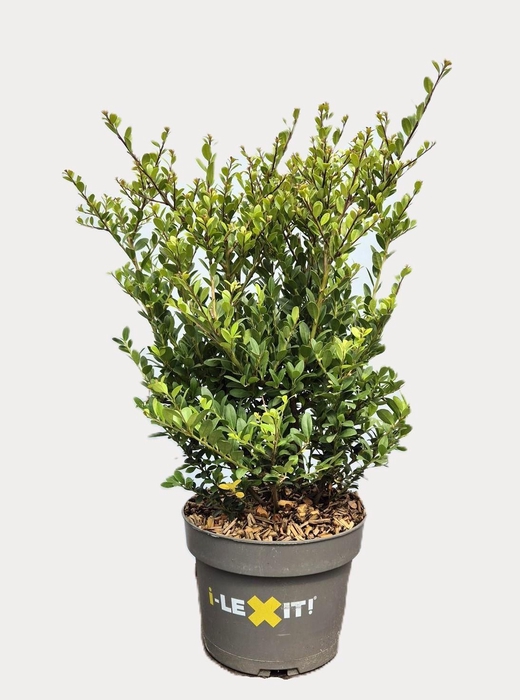 <h4>Ilex crenata Dark Green, P19, Struik 30-40cm</h4>