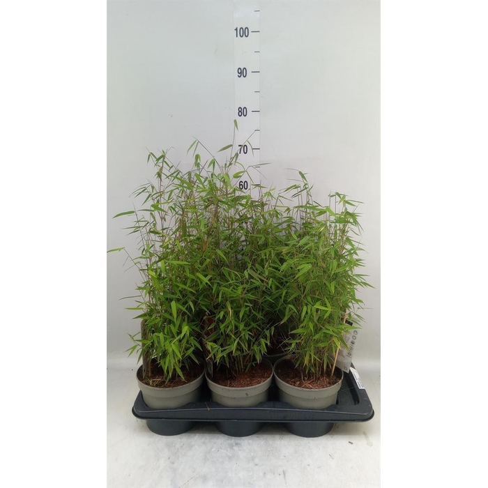 <h4>Fargesia  'Jiuzhaigou 1'</h4>