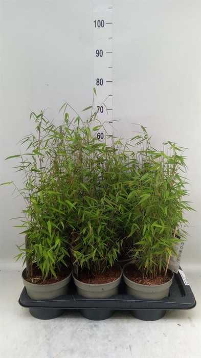 <h4>Fargesia  'Jiuzhaigou 1'</h4>