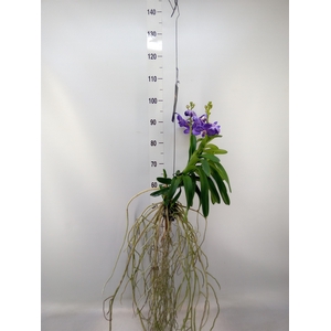 Vanda hybrids