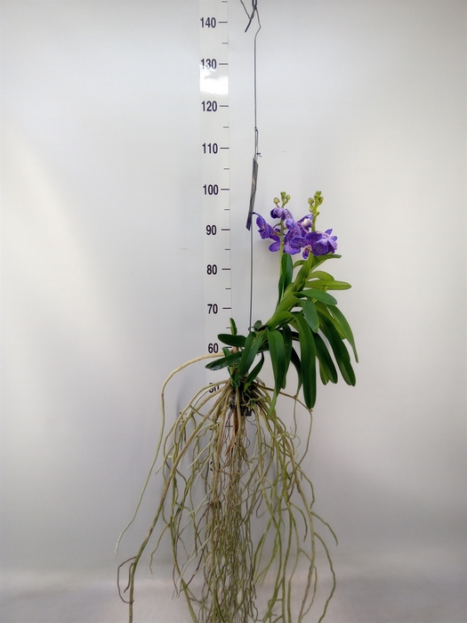<h4>Vanda hybrids</h4>