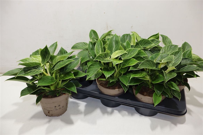 <h4>Phil Overig</h4>