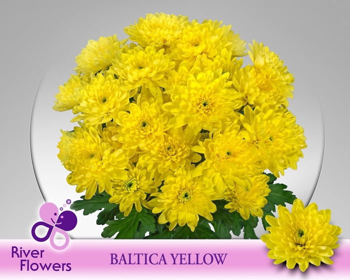 <h4>CHR T BALTICA YELLOW</h4>