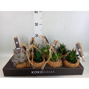 Succulents   ...mix 4