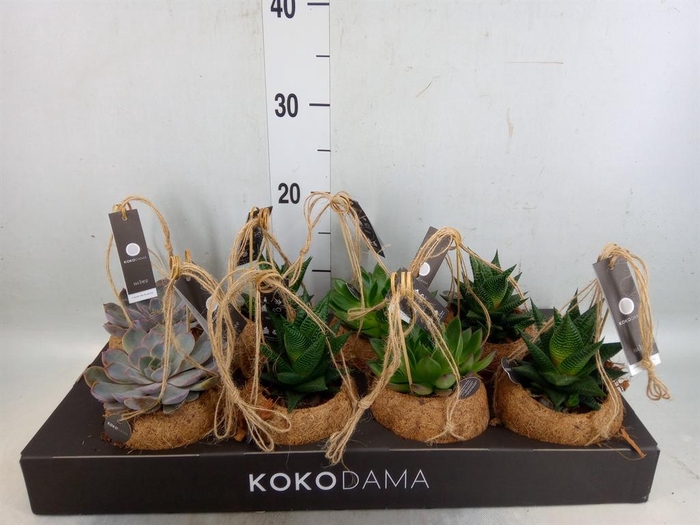 <h4>Succulents   ...mix 4</h4>