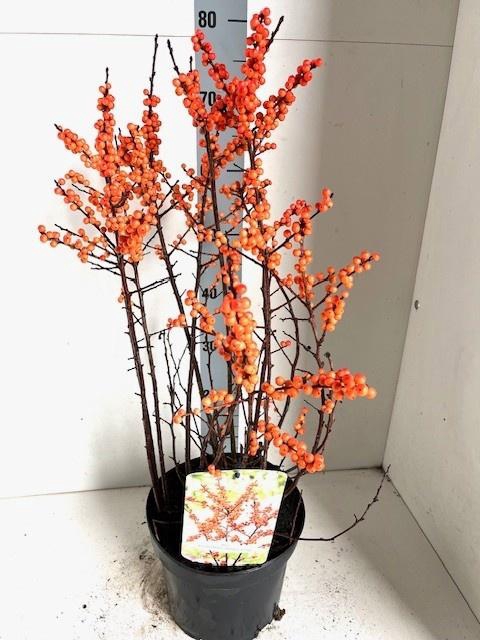 <h4>ILEX VERTICILLATA</h4>