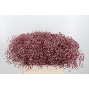 Gyps Kl Bh Rose Goud