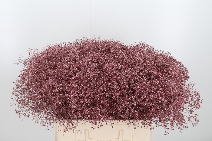 <h4>Gyps Kl Bh Rose Goud</h4>