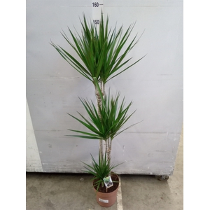 Dracaena marg.