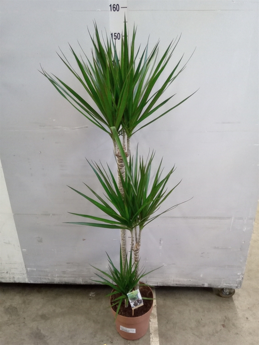 <h4>Dracaena marg.</h4>