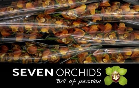 <h4>CYMB T RENE S WISH</h4>