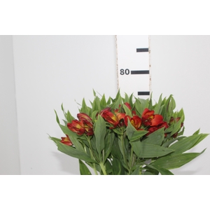 ALSTROEMERIA HOT PEPPER 080 CM