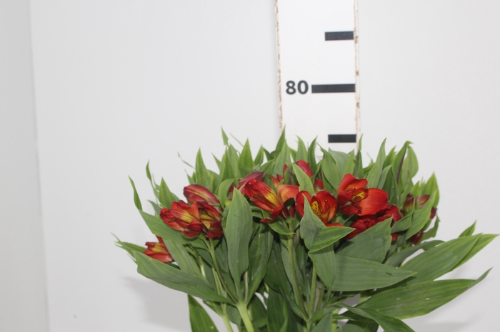<h4>ALSTROEMERIA HOT PEPPER 080 CM</h4>