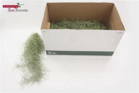 <h4>Till Usneoides</h4>