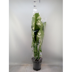 Alocasia gageana