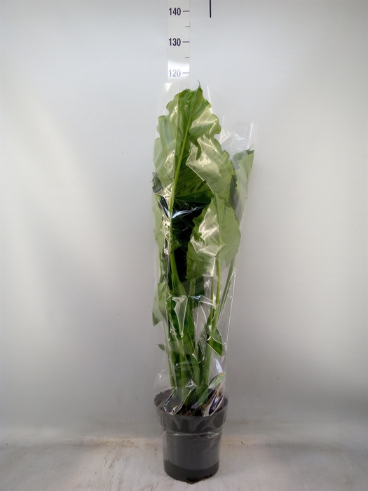 <h4>Alocasia gageana</h4>