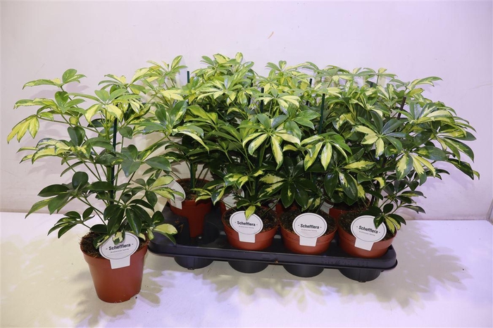 <h4>Schef Ar Gerda</h4>