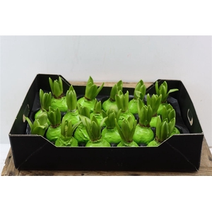 Wax Hyacinth Groen Mint
