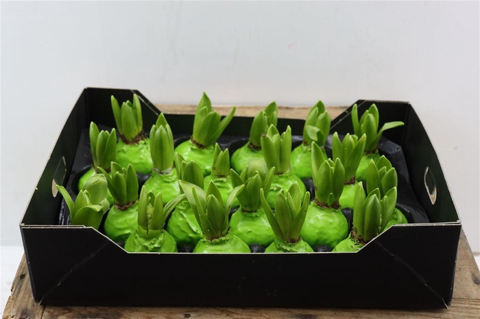 <h4>Wax Hyacinth Groen Mint</h4>