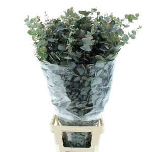 EUC CINEREA PER BOS
