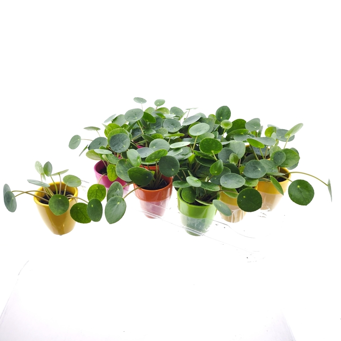 <h4>PILEA PEPEROMIOIDES</h4>