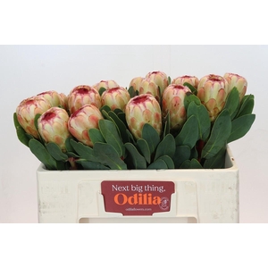 Protea Grandicolor