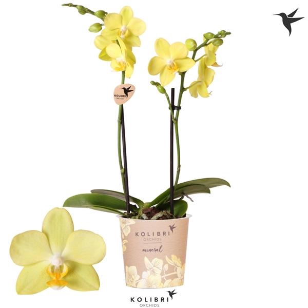 <h4>Phalaenopsis Multifloratypes Anthura La Paz</h4>