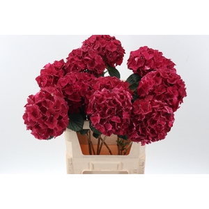 Hydr M Mag Rubyred
