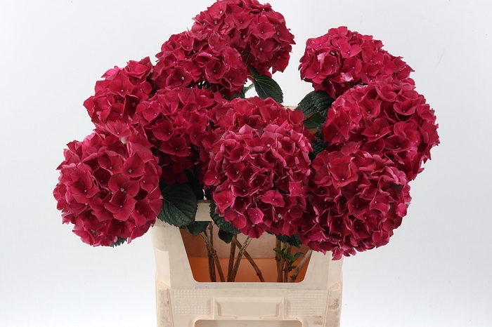 <h4>Hydr M Mag Rubyred</h4>
