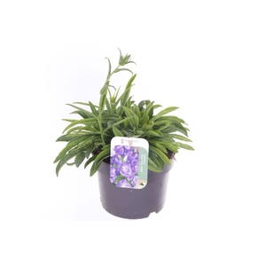Campanula pers. Takion Blue